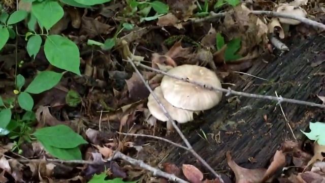 Platterful mushroom ( Megacollybia platyphylla) смотреть онлайн