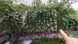 Шпалеры и размещение винограда на участке.