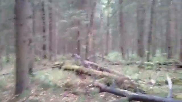 Ужасные звуки русского леса(пранк) смотреть онлайн