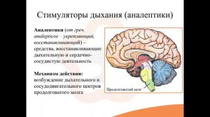 17.1. Средства, влияющие на дыхательную систему. Стимуляторы дыхания (аналептики)