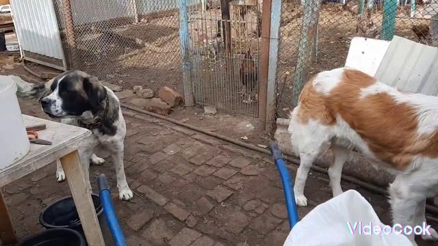 Чем кормить кроликов. Пополнение от Виолы