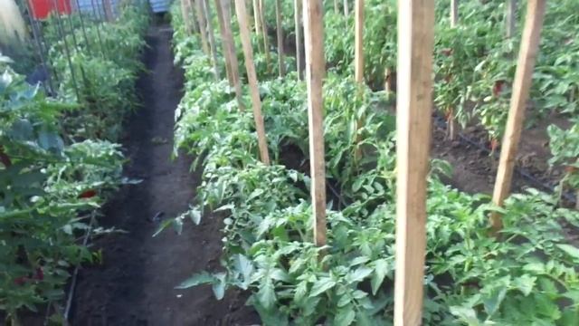 УТРЕННЯЯ РОСА СНИЖАЕТ ЭФФЕКТ ОБРАБОТКИ ТОМАТОВ. Ольга Чернова. смотреть онлайн