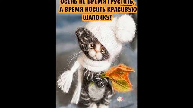 Кото   квест