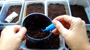 ВЫРАЩИВАНИЕ КЛЕМАТИСОВ И КНЯЖИКОВ ИЗ СЕМЯН . МНОГОЛЕТНИКИ ИЗ СЕМЯН - КАК ВЫРАСТИТЬ .