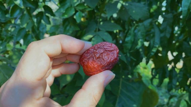 Jujube - The Fruit that Can be in Storage for YEARS (Amazing) смотреть онлайн