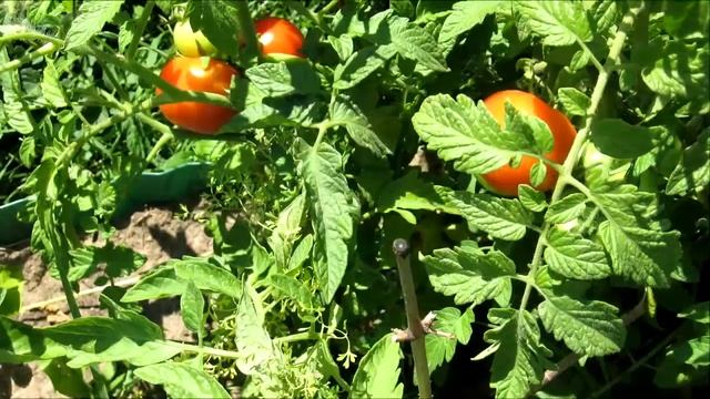 Овощная (фрагмент) смотреть онлайн