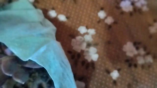 Посылки с растениями . Молодило.Колеусы. смотреть онлайн
