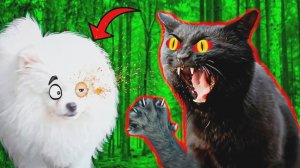 БЕШЕНЫЙ Кот ВЫЦАРАПАЛ ГЛАЗ Шанельке?!!!