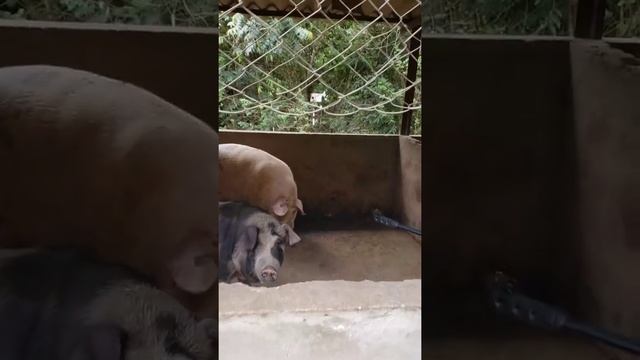 CBC NITRO X1000 5.5 CHUMBO CROSMAN PORCO DE 200KG смотреть онлайн