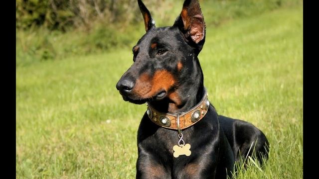 Доберман пинчер (Dobermann)