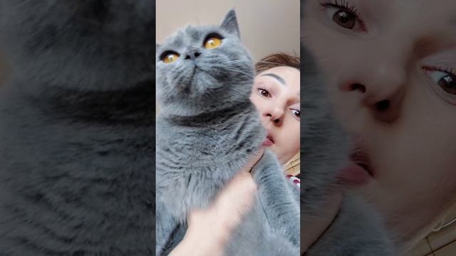 #скребок - щётка для шерсти смотреть онлайн