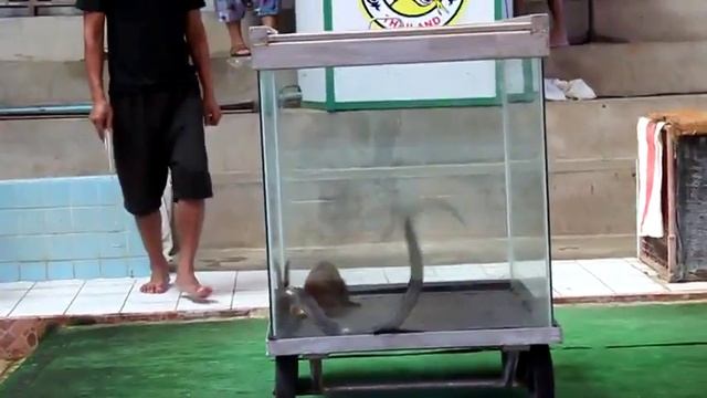 МАНГУСТ ПРОТИВ КОБРЫ!!!!!MANGUST VS KOBRA!!!!! смотреть онлайн