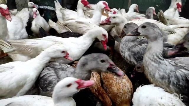 ЭТО ХОТЯТ ЗНАТЬ ВСЕ! НО ДЕЛАЮТ НЕ МНОГИЕ! ОТ ЧЕГО РАСТЁТ ПТИЦА? САМАЯ БОЛЬШАЯ ПТИЦА В ХОЗЯЙСТВЕ! смотреть онлайн