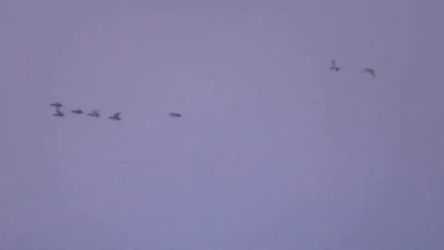 Утиная охота в Тюкалинске смотреть онлайн