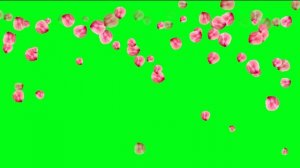 ФУТАЖ  - ЛЕПЕСТКИ РОЗ  - ХРОМАКЕЙ НА ЗЕЛЕНОМ ФОНЕ