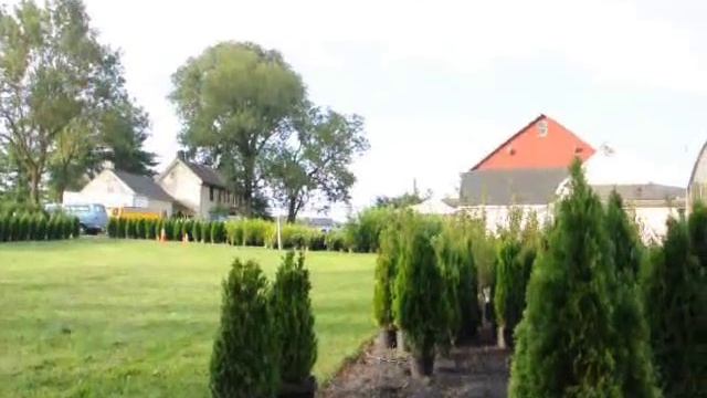 Pruning Thuja Plicata