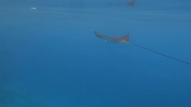 Пятнистый орляк в Красном море. Myliobatis. Aetobatus narinari. Red Sea смотреть онлайн