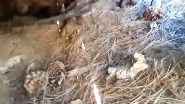 5 ЛЮДЕЙ С ЖЕЛЕЗНЫМИ ЯЙЦАМИ 2 смотреть онлайн