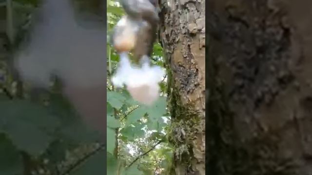 размножение слизней смотреть онлайн