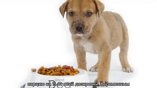 Сколько сухого корма давать собаке в день: таблица смотреть онлайн