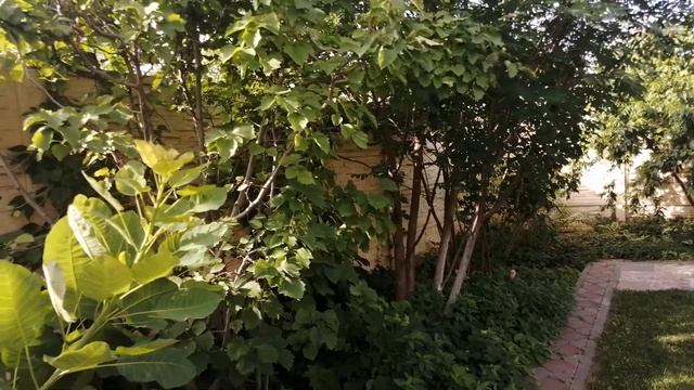 Рябина и боярышник. Легенды и факты. Поем вместе смотреть онлайн