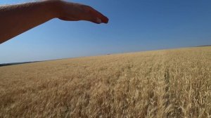 «Нива СК-5» с дополнительным решетом, первый выезд в поле / Уборка пшеницы