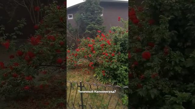Типичный Калининград! смотреть онлайн