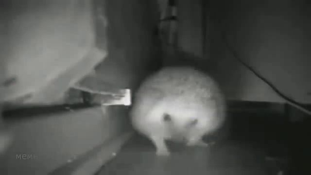 "Ёжик Чихает"- разные версии смотреть онлайн