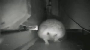 "Ёжик Чихает"- разные версии