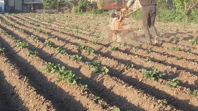 Ежики- колючки/ Окучивание картофеля после дождя. смотреть онлайн
