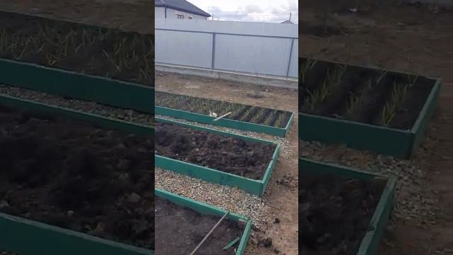 Сеем редис между рядками с чесноком. Переехали на юг и обживаемся. смотреть онлайн