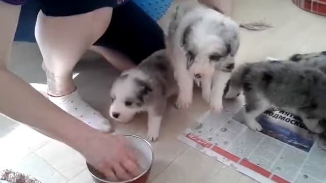 Щенки бордер колли от Вишенки и Громика. Поели, умываемся. смотреть онлайн