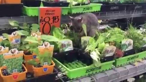 Опоссум дегустирует товары на прилавке смотреть онлайн