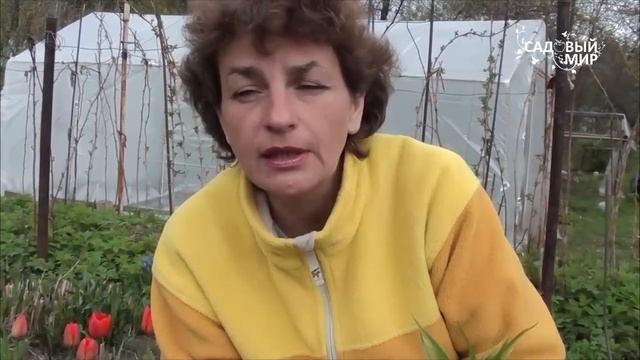 Почему рябчики не цветут. Сайт Садовый мир. смотреть онлайн