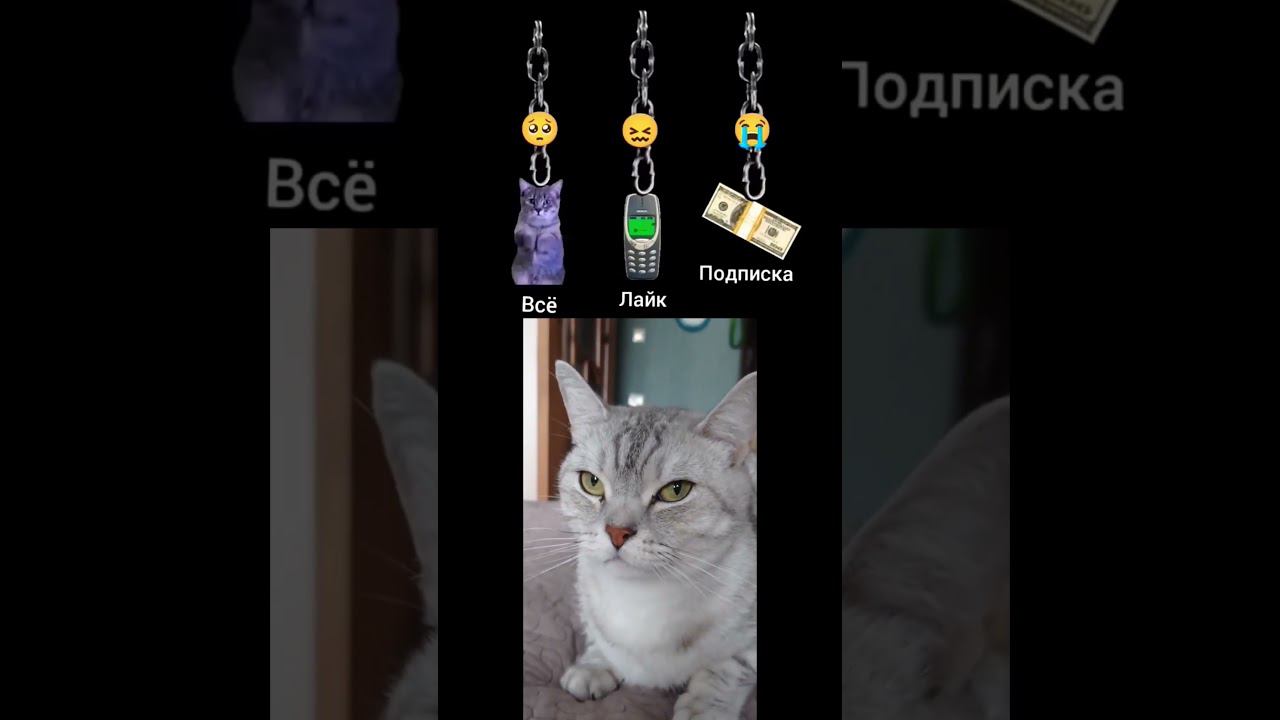Котенок или деньги? #shorts #youtube #tiktok смотреть онлайн