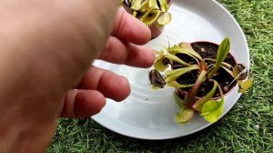 Как кормить Венерину Мухоловку?  Венерина Мухоловка на "самовыгуле".