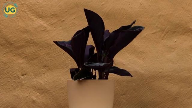 Plants Facts and Care Tips: Calathea Roseopicta смотреть онлайн