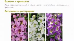 Ангелония Красивые растения для дома и сада