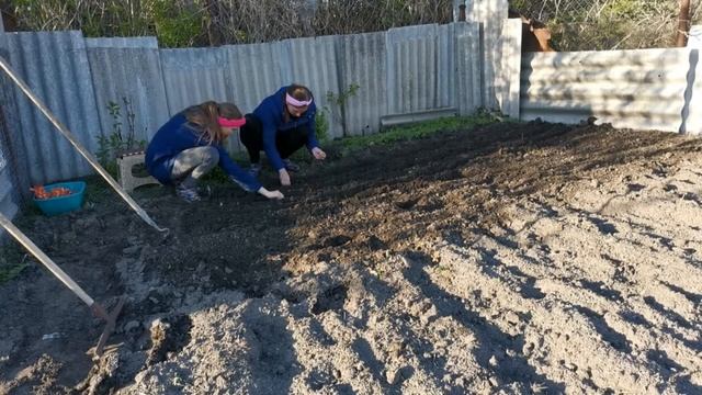 Сажаем лук шалот 04 05 2021. смотреть онлайн