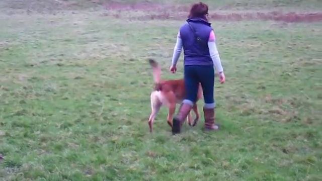 Elite K9s UK | Rostam | Trials Training смотреть онлайн