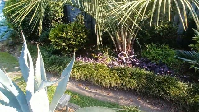 June 2, 2023-Farewell Loquat Long Live Bottlebrush Bush смотреть онлайн