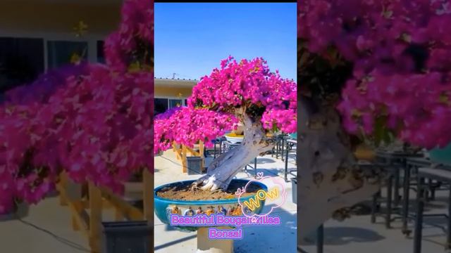 Bougainvillea Bonsai