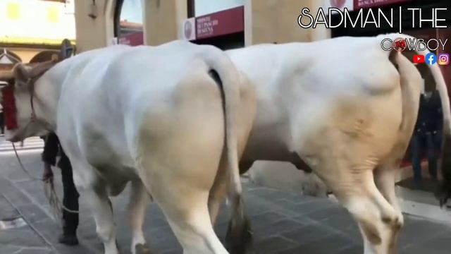 Chianina | Sadmanthecowboy | Bangladesh Cattle Xpress смотреть онлайн