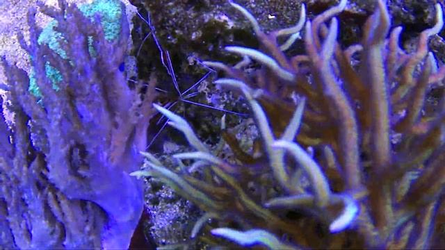 Морской аквариум c SPS HD 420 л.Reef Tank HD смотреть онлайн