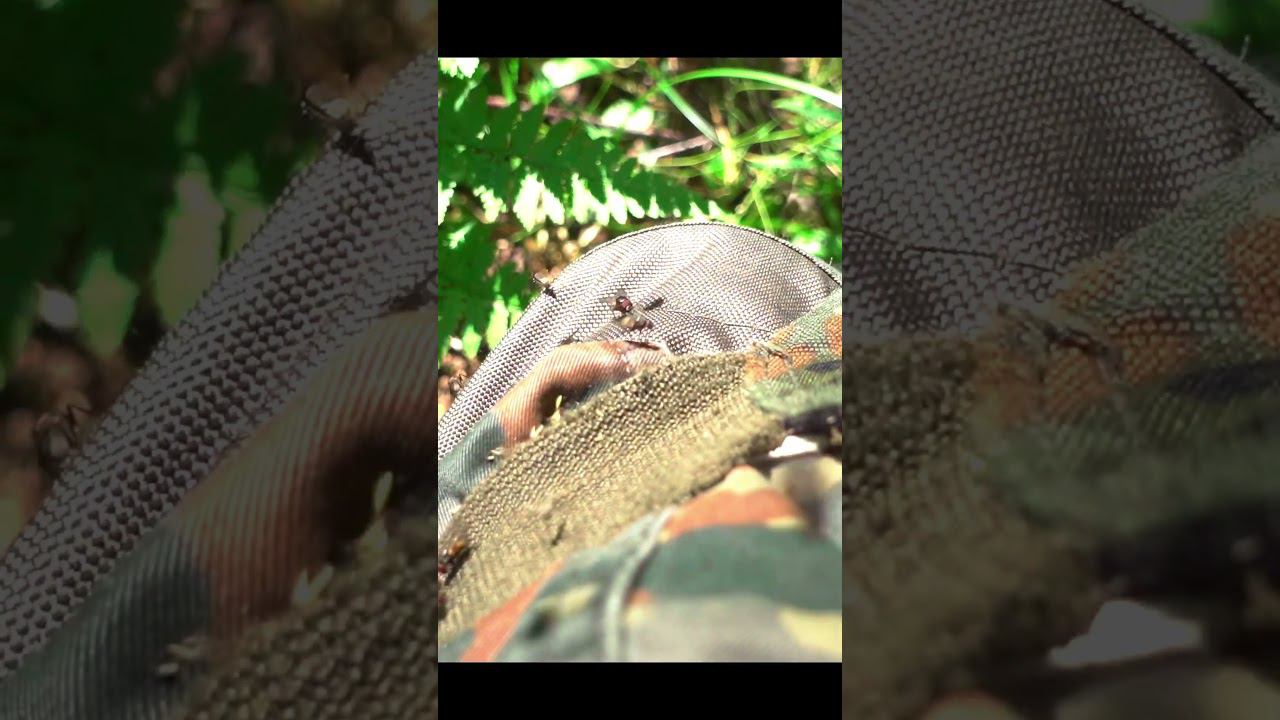 МОШКА В ТВЕРСКИХ ЛЕСАХ! ОЩУТИТЕ ВСЮ ПРЕЛЕСТЬ ПОХОДОВ В ЛЕС!)) #mushroom #лето #мошка #комары #гнус