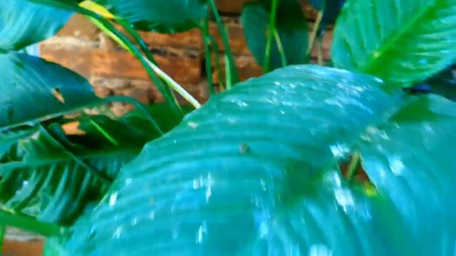 PLANTA CUNA DE MOISES CON FLORES BLANCAS смотреть онлайн
