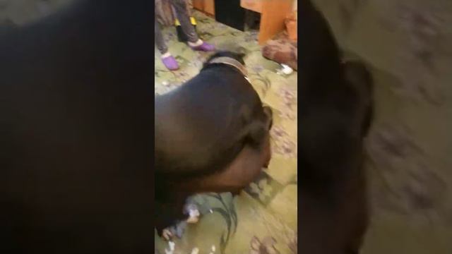 Кане корсо рвёт амстафа девочка vs мальчик/cane corso vs pitbull смотреть онлайн