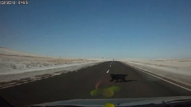 Собака кинулась под машину смотреть онлайн