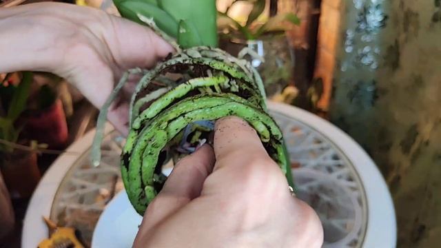 ХОЧЕШЬ Полный ГОРШОК КОРНЕЙ Сажай в ЭТО/ Пересадка в БОКАЛ sphagnum eco смотреть онлайн
