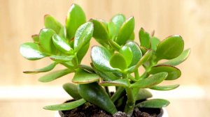 КАК ПРАВИЛЬНО ПОСАДИТЬ ДЕНЕЖНОЕ ДЕРЕВО ДЛЯ ПРИВЛЕЧЕНИЯ ДЕНЕГ